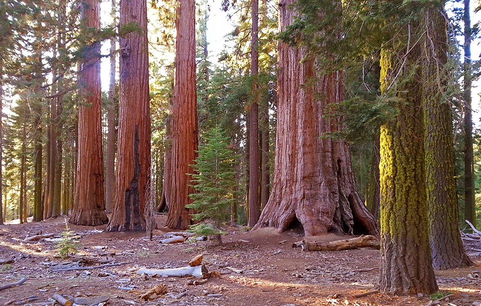 post-2-image6 Mariposa Grove